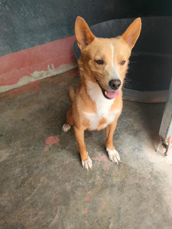 🐾 MAMBO – DAL CANILE AL TUO CUORE 🐾 Foto 10